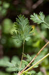 Yellow fumewort